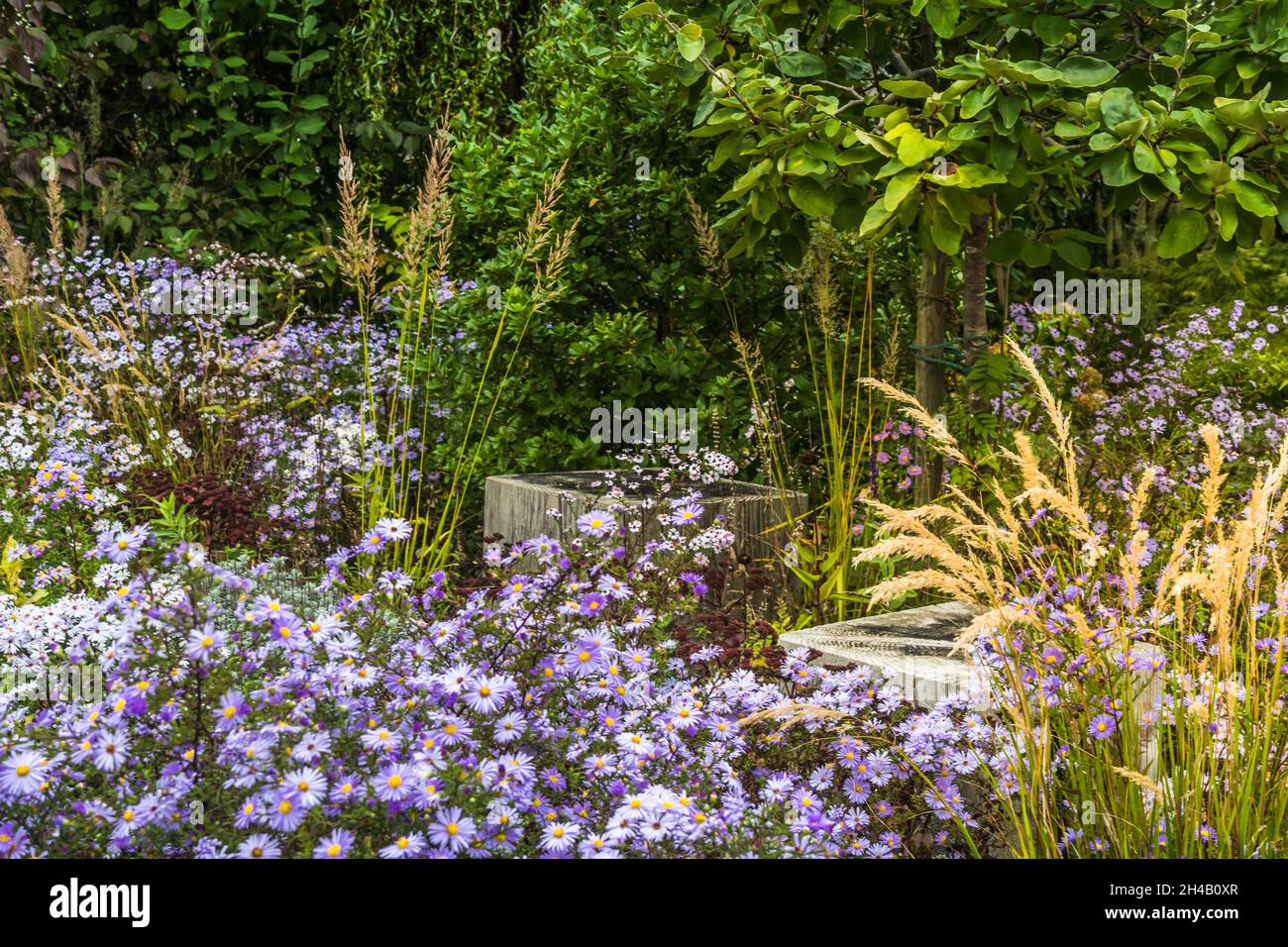 Natural garden with blooming purple autumn flowers Stock Photo