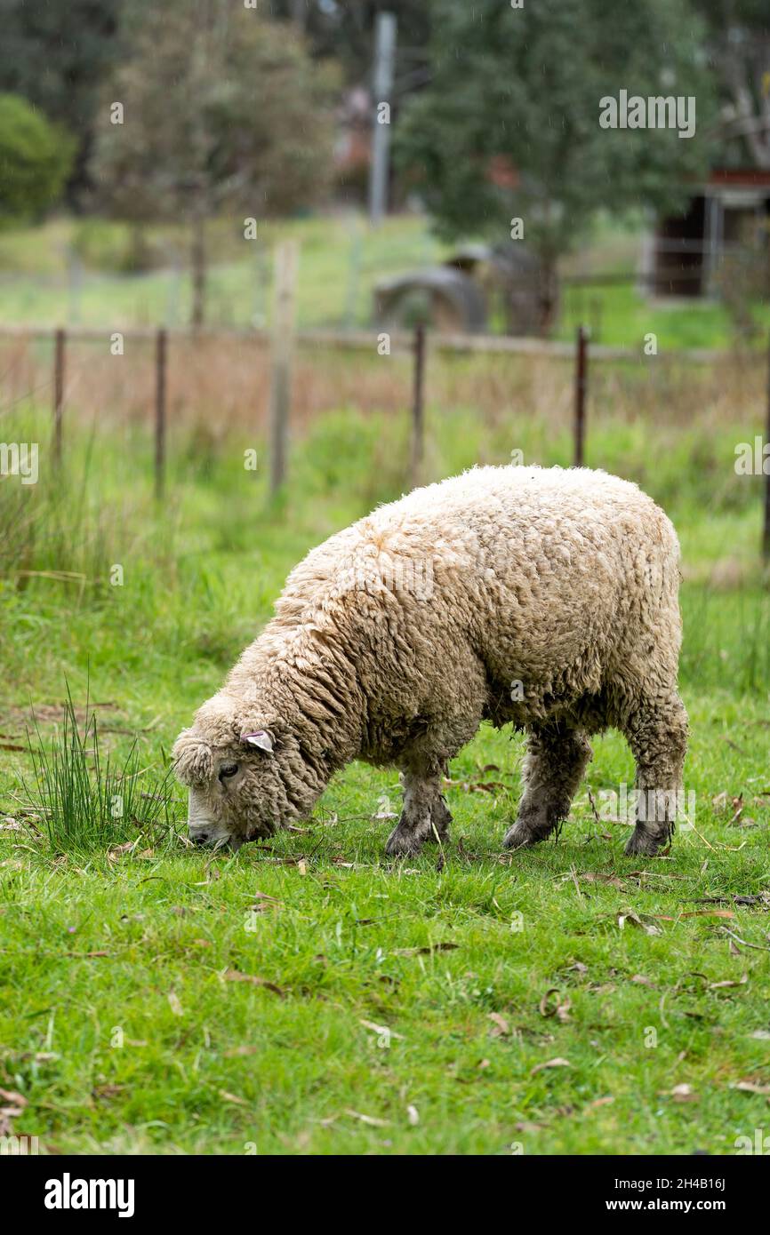 Vertical shot of sheep grazing on a farm field covered in greenery in ...