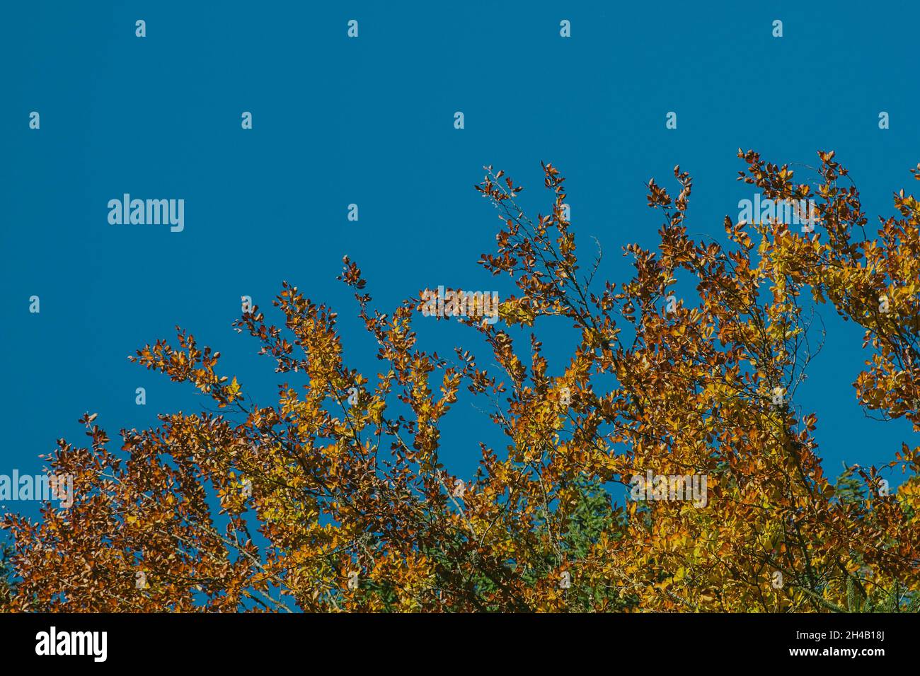 Low angle shot of colorful leaves on a tree during autumn with a blue ...