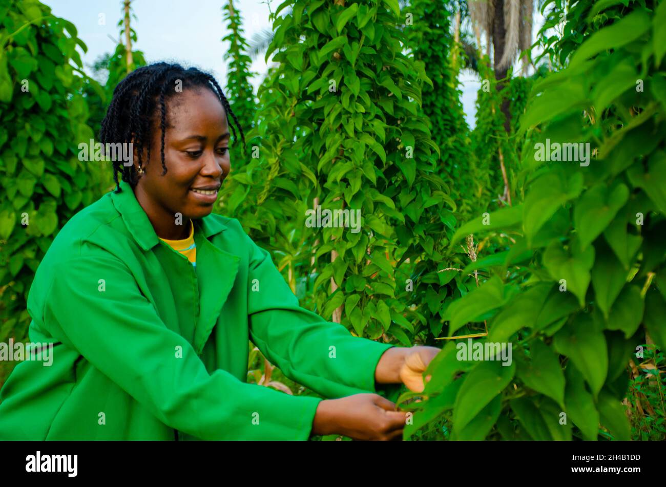 Young african woman working hi-res stock photography and images - Alamy