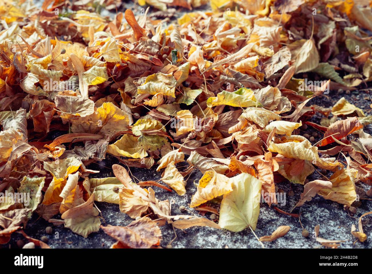 Dry autumn leaves on the ground Stock Photo - Alamy