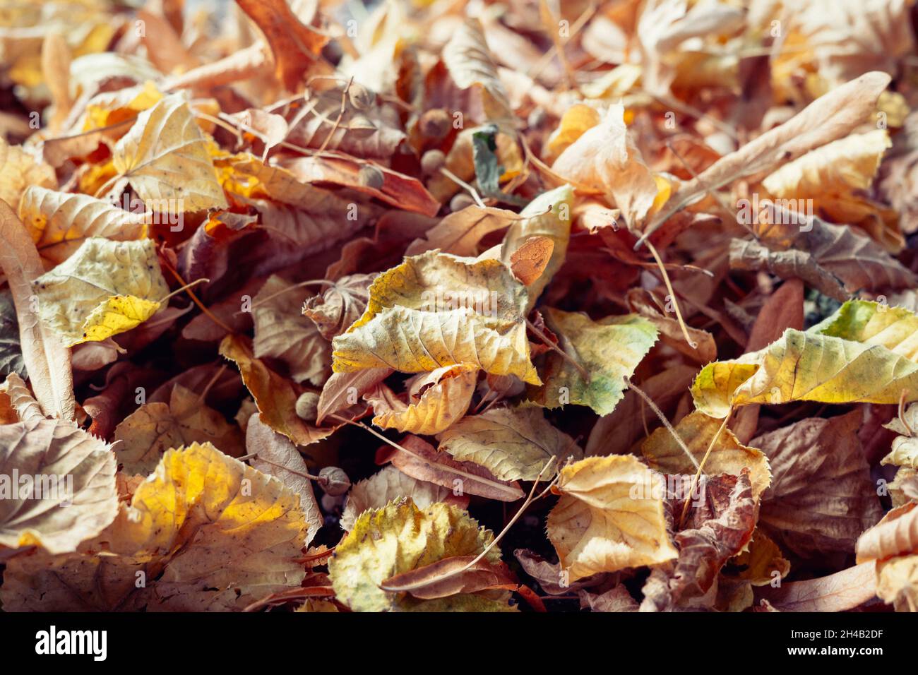 Dry autumn leaves on the ground Stock Photo - Alamy