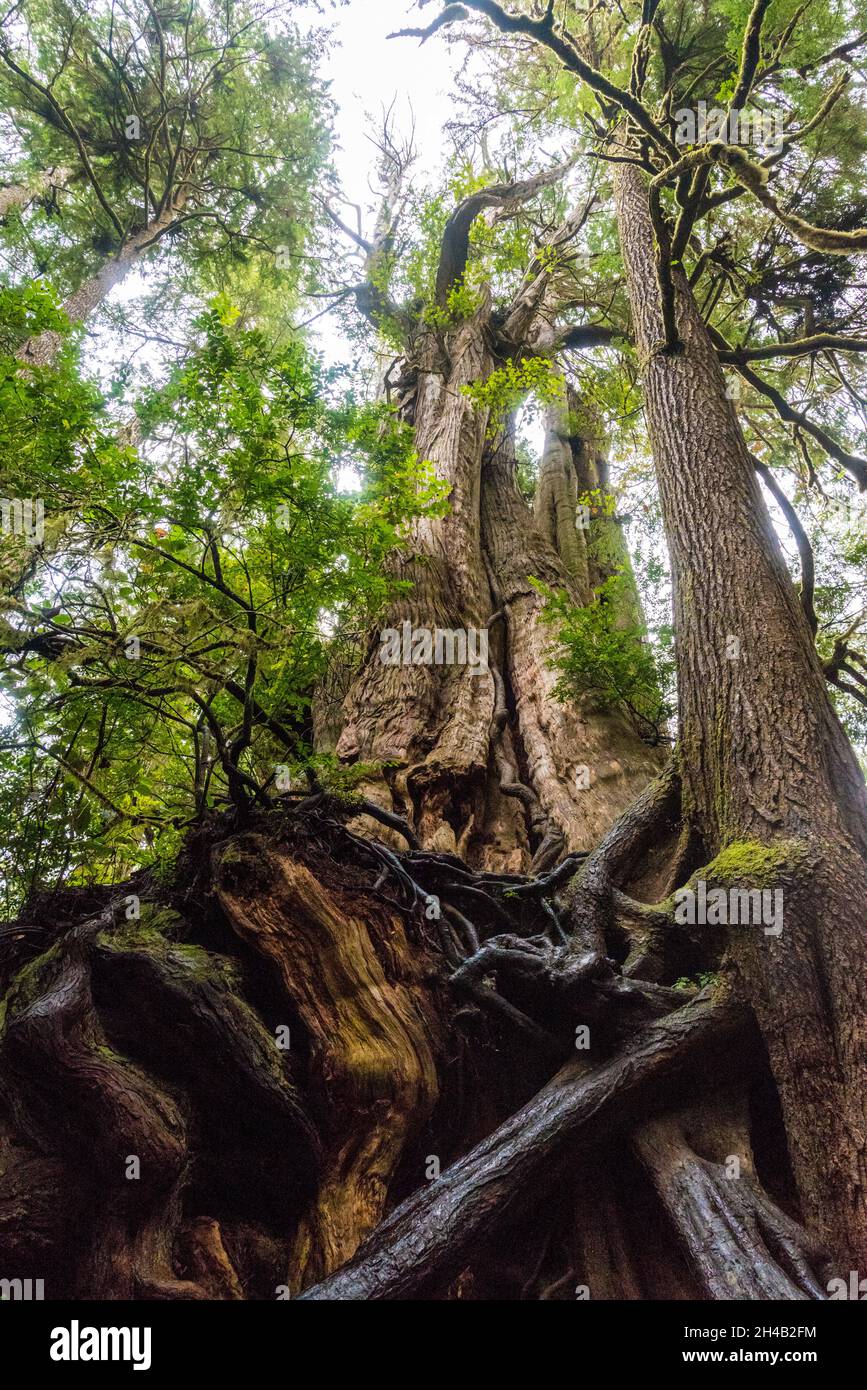 Big Cedar Tree Kalaloch in Olympic National Park, USA Stock Photo Alamy