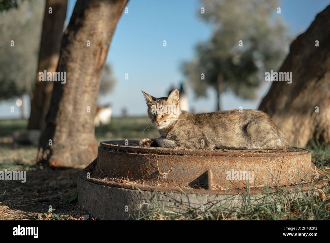 Tabby cat sitting on manhole Stock Photo