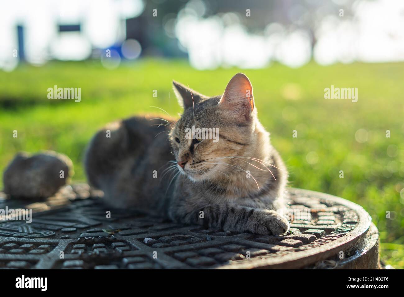 Tabby cat sitting on manhole Stock Photo