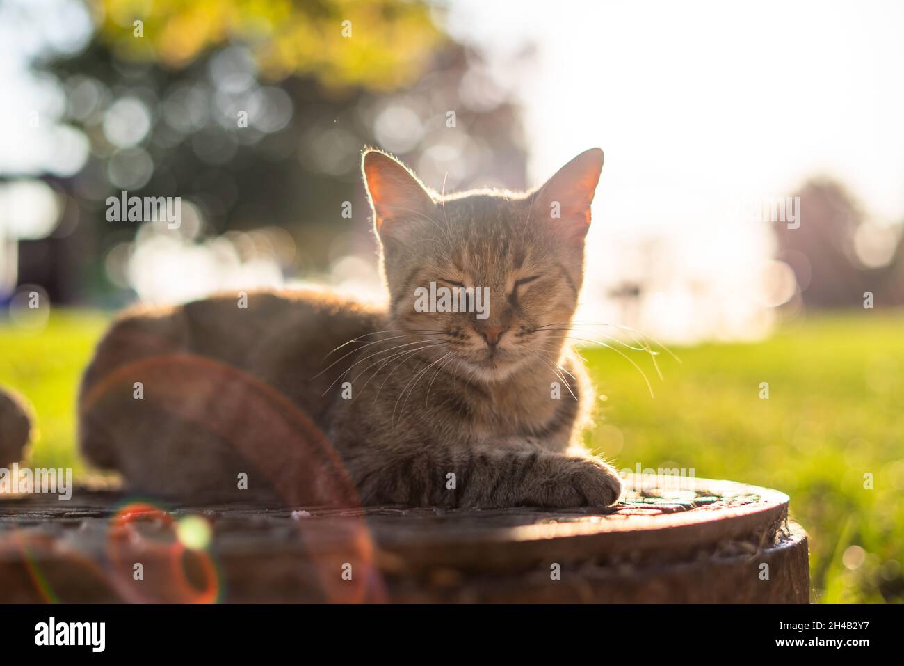 Tabby cat sitting on manhole Stock Photo