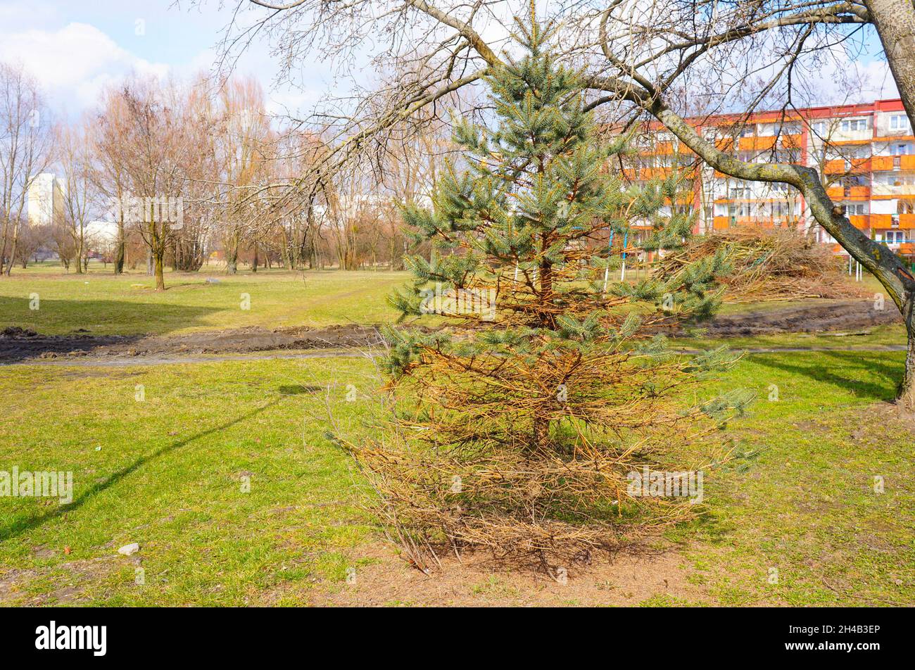 Dying fir tree hires stock photography and images Alamy