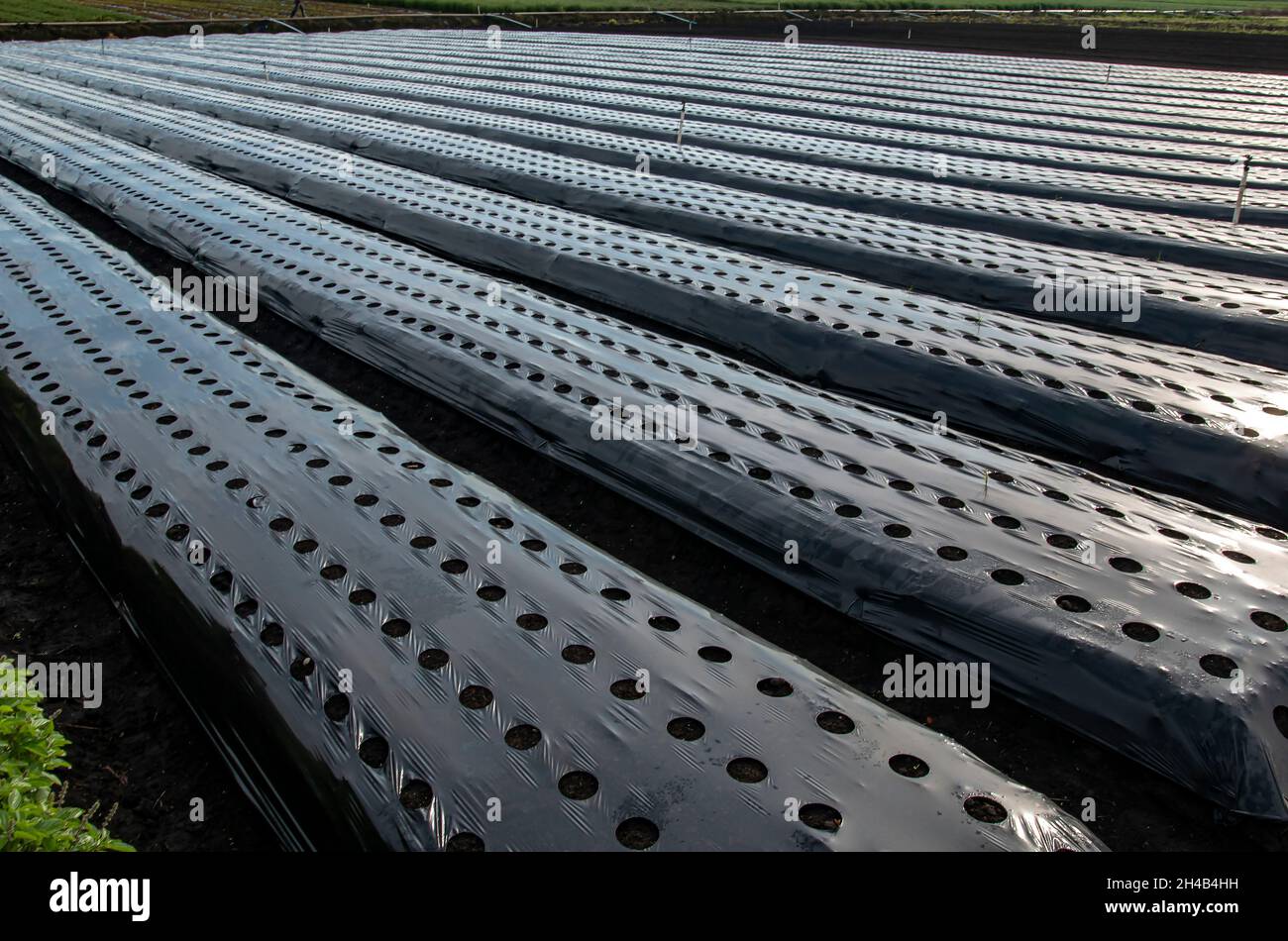 Black plastic prepared for planting. Holes in a bed covered with agro