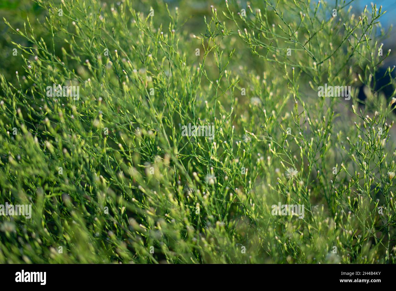 Twig Rgh General shot twig plant sea and sky background Stock Photo - Alamy