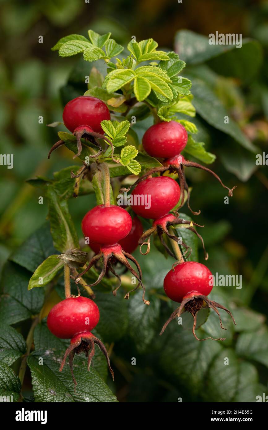 Closeup of ripe red hips of Rosa rugosa in autumn in the garden Stock Photo