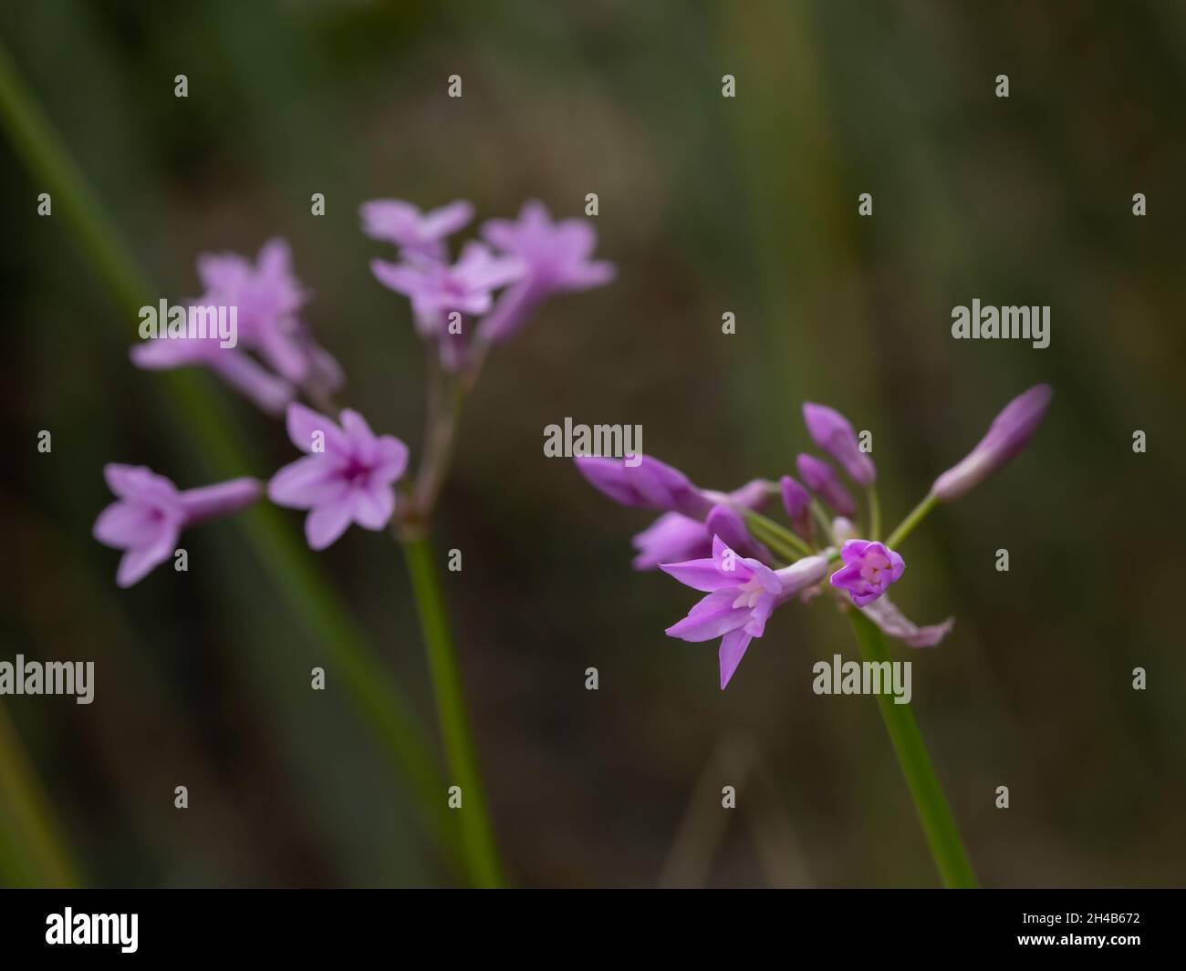 Closeup of flowers of Tulbaghia violacea in a garden in autumn Stock Photo