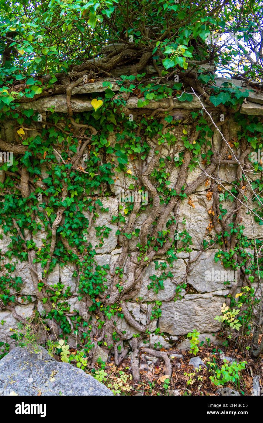 Old stone wall is covered with green plant, grey stone wall, old building, nature claiming back what we build Stock Photo