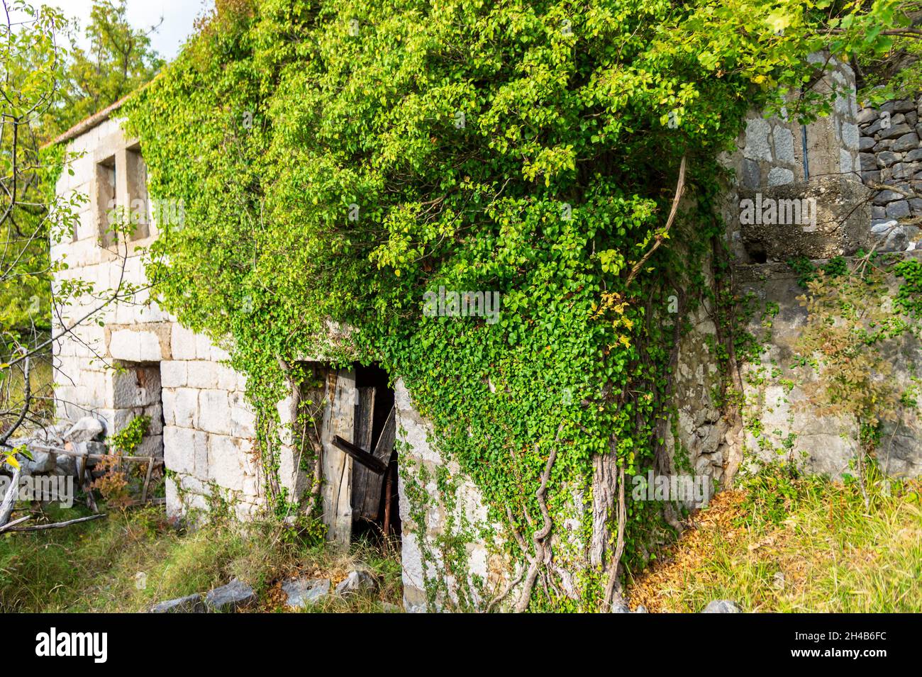 Abandoned house, nature taking over, green, stone house Stock Photo