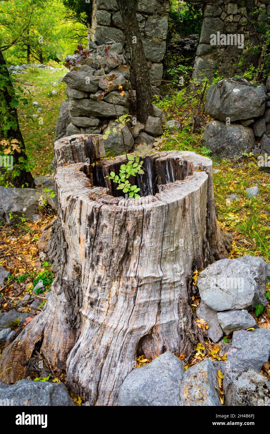 Hollow old tree trunk with new tree growing from it. Stock Photo