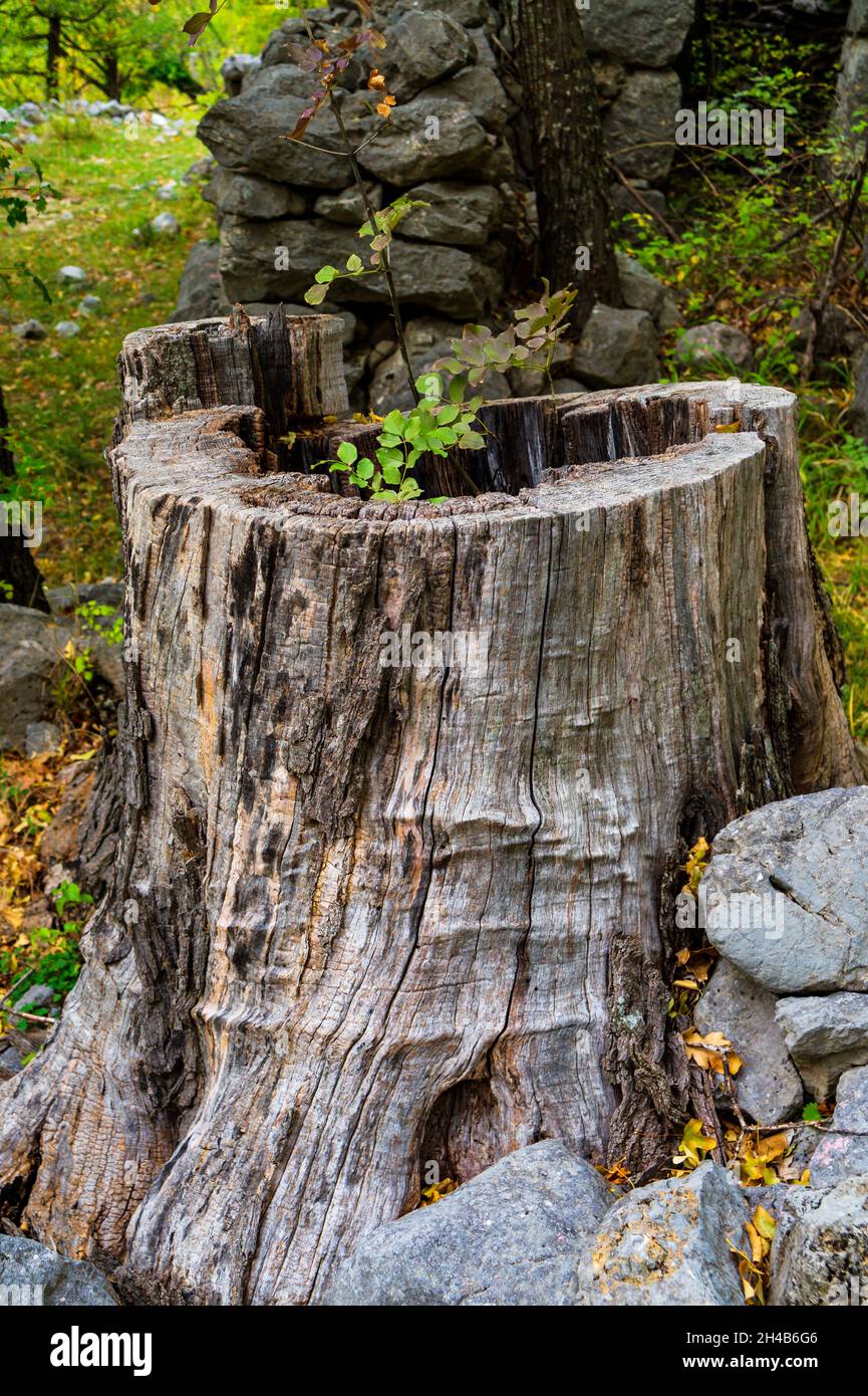 Hollow old tree trunk with new tree growing from it. Stock Photo