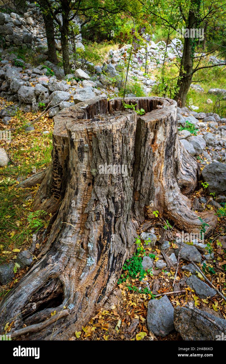 Hollow old tree trunk with new tree growing from it. Stock Photo