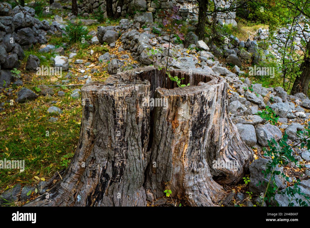 Hollow old tree trunk with new tree growing from it. Stock Photo