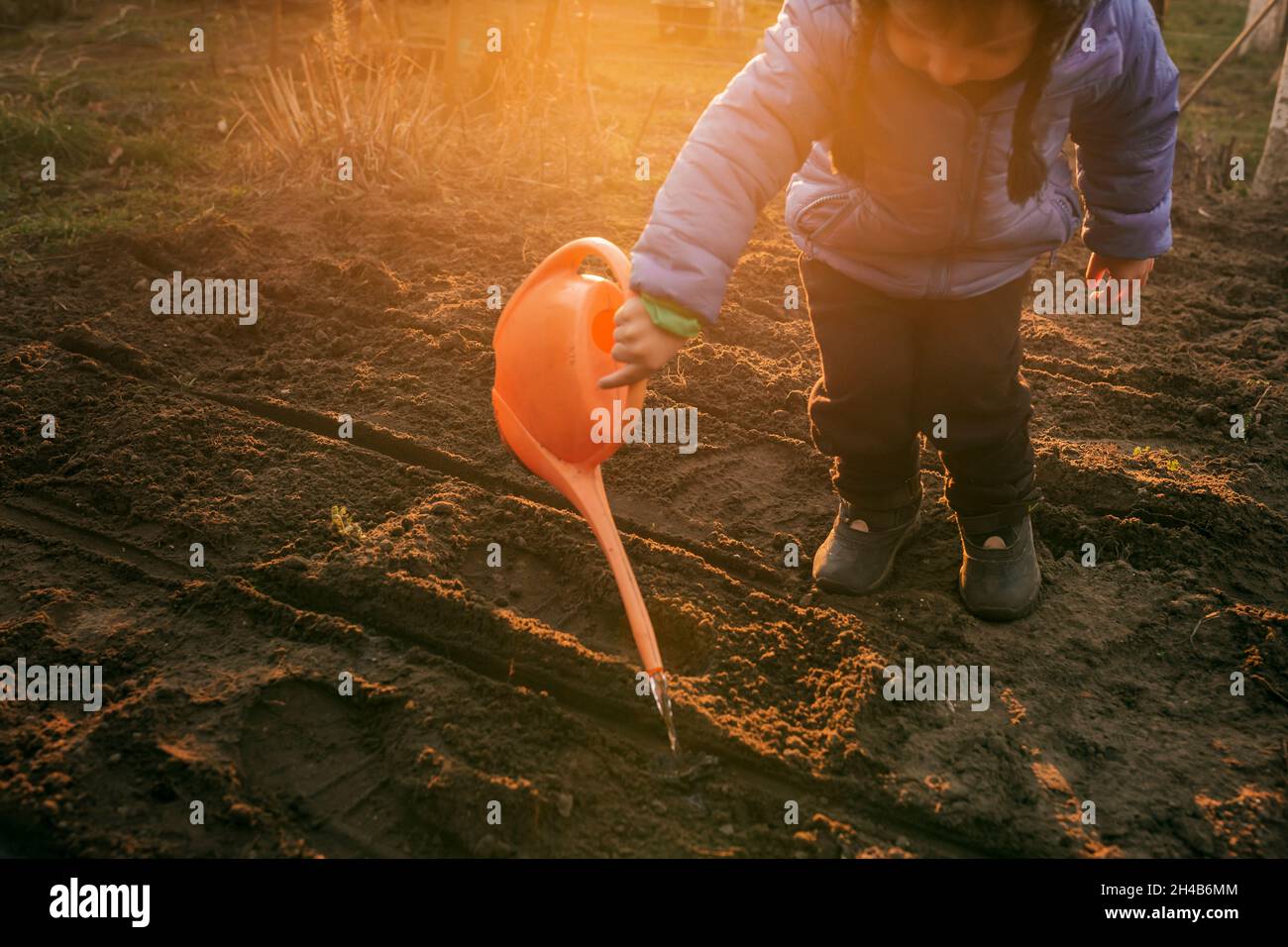 Toddler boy watering freshly planted plants with orange watering Stock