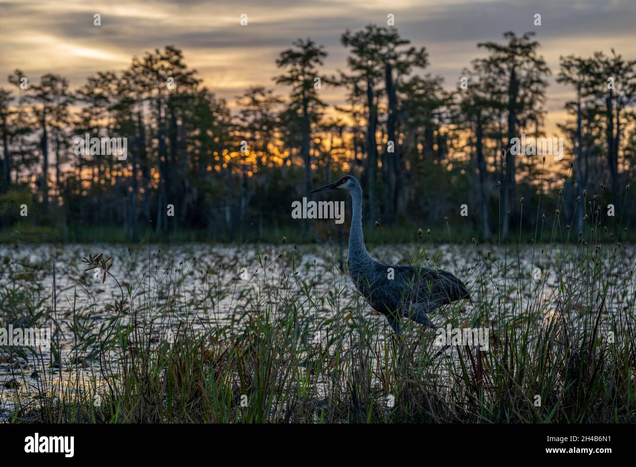 Sandhill Crane, Okefenokee National Wildlife Refuge, Stock