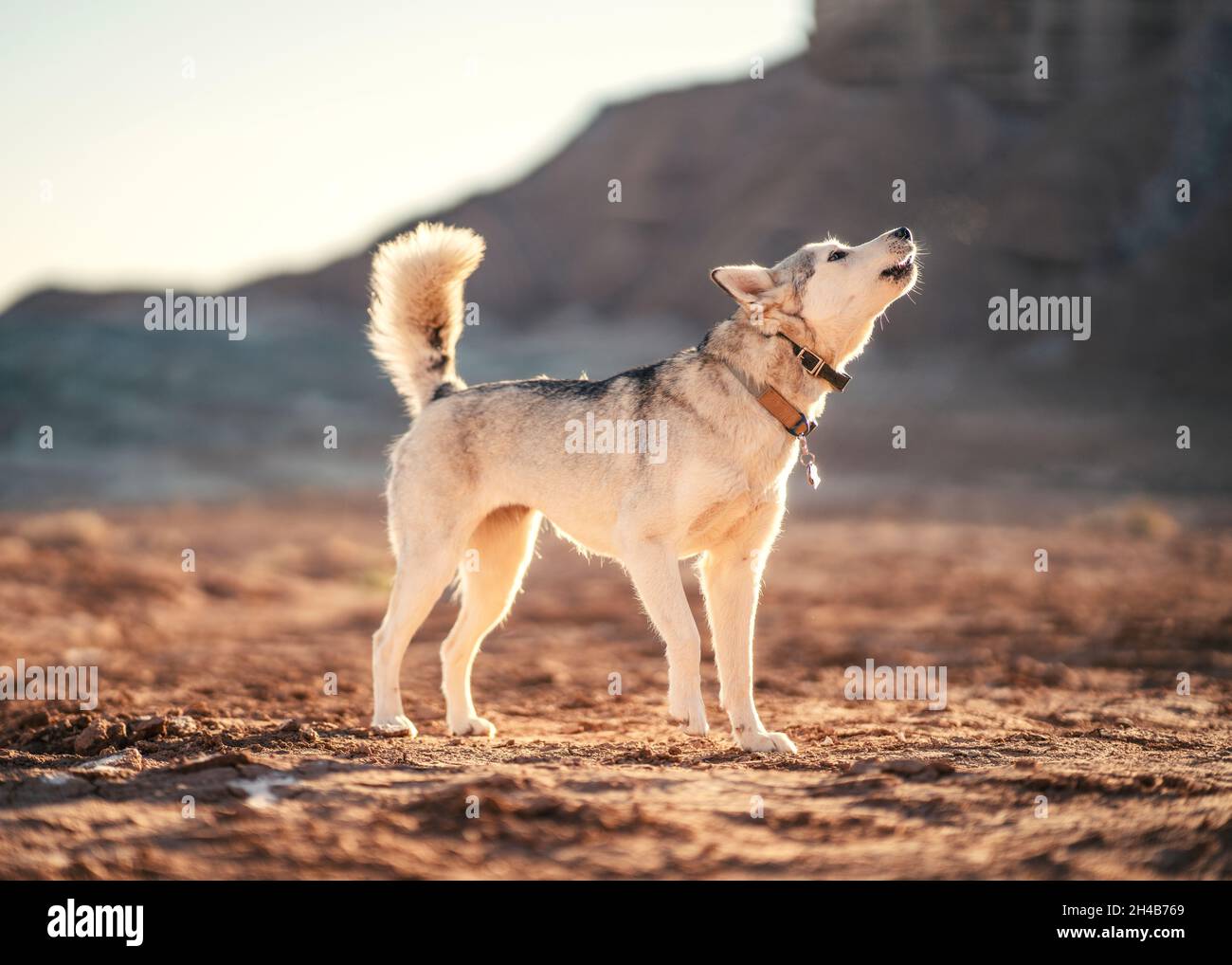 Husky howling at sunrise in the desert Stock Photo