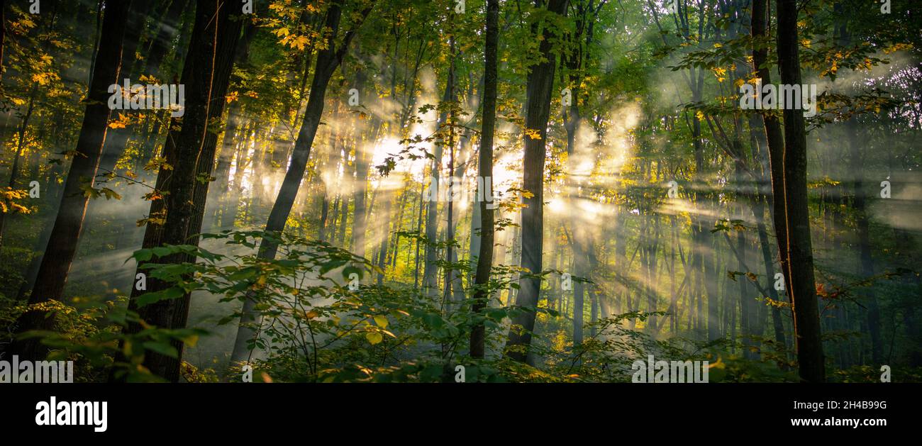 Fresh morning in the summer misty forest Stock Photo - Alamy