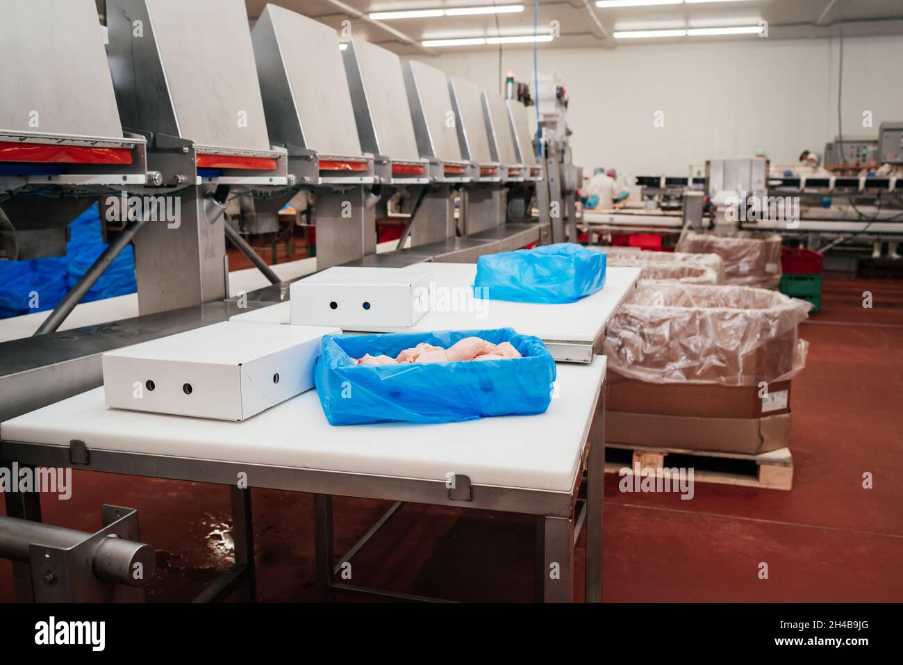 Line for the production of semi-finished meat products.Meat processing ...