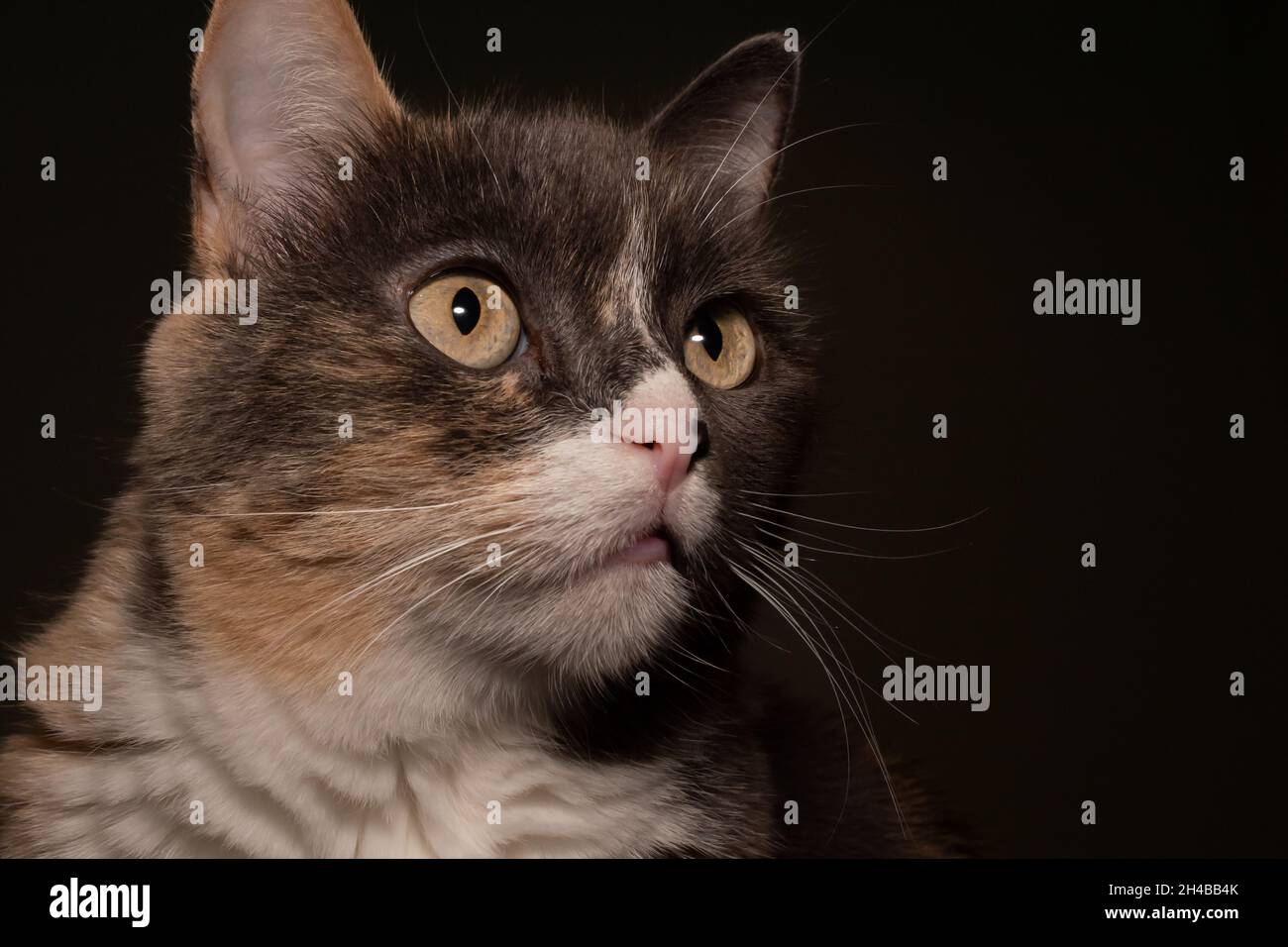 Rescued cat watching lizards and snakes on television Stock Photo
