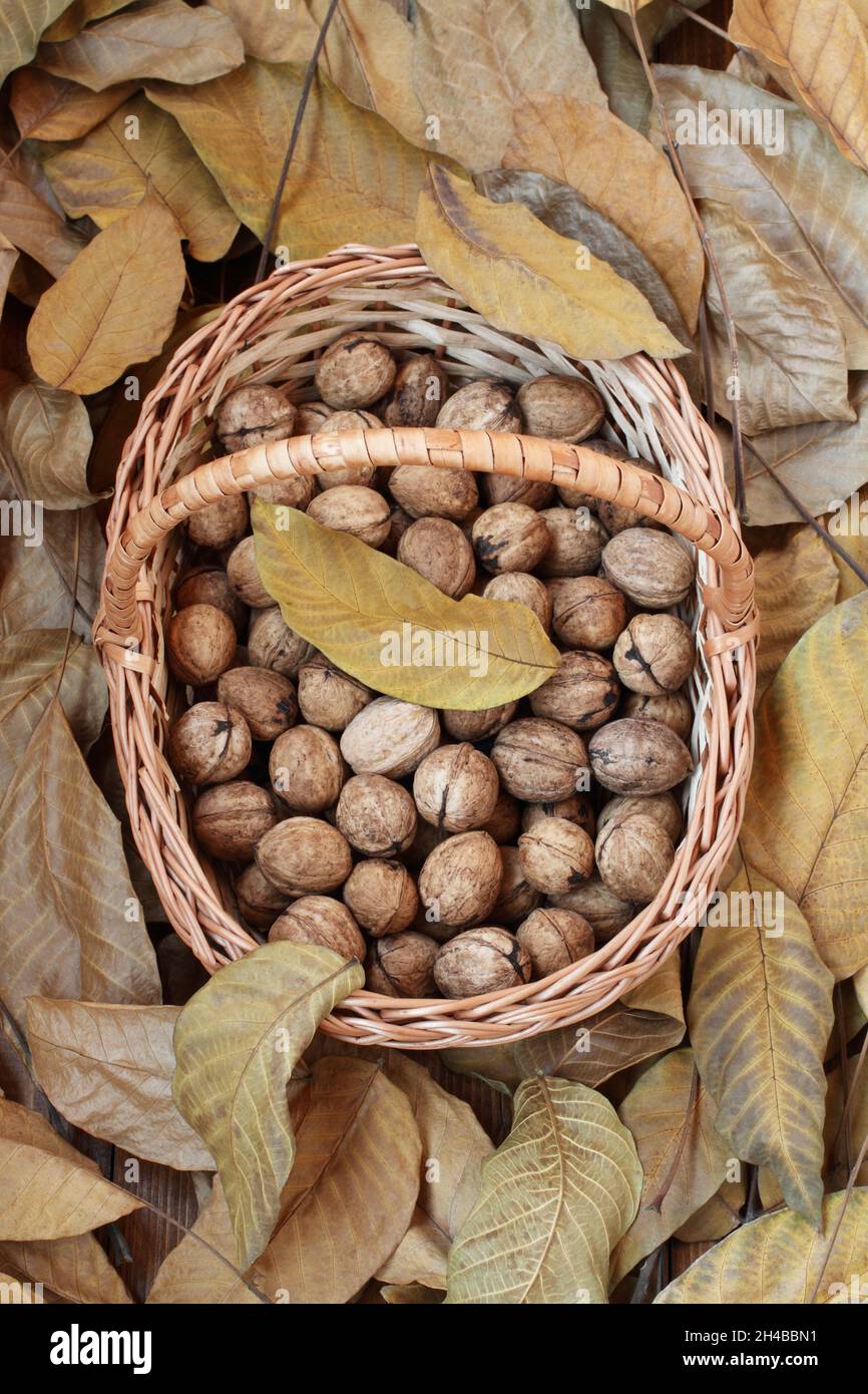 Walnuts, freshly picked and peeled from their green peels, lie in a wicker basket on a wooden deck sprinkled with dry walnut leaves. Day light. Close Stock Photo