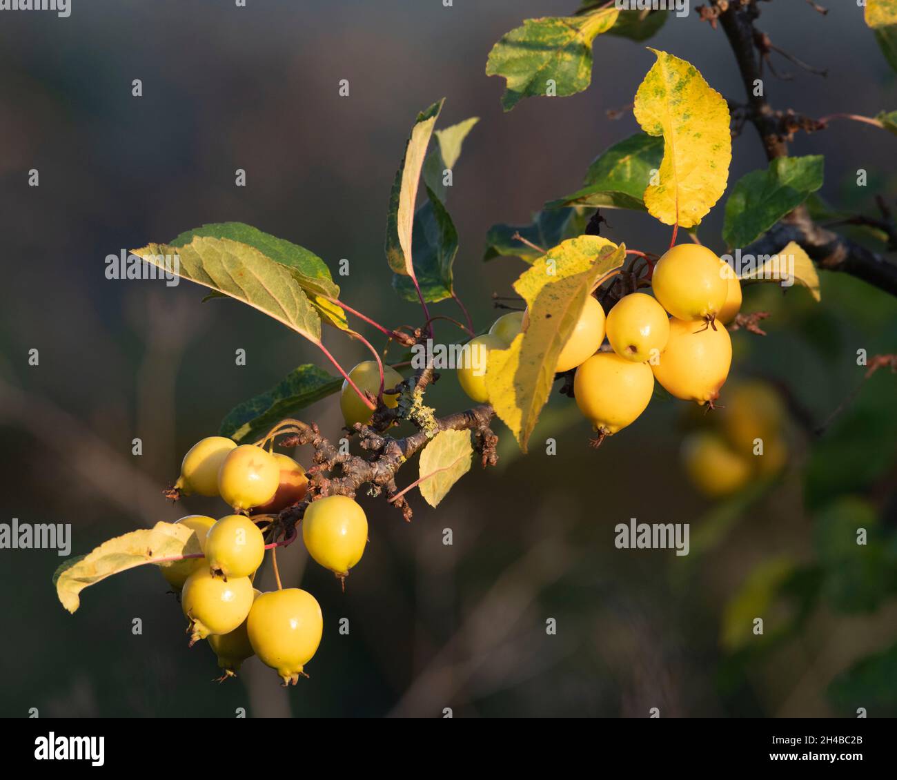 Golden-Yellow Crab Apples in Late Afternoon Sunshine on a Branch of a Malus 'Golden Hornet' Tree Stock Photo