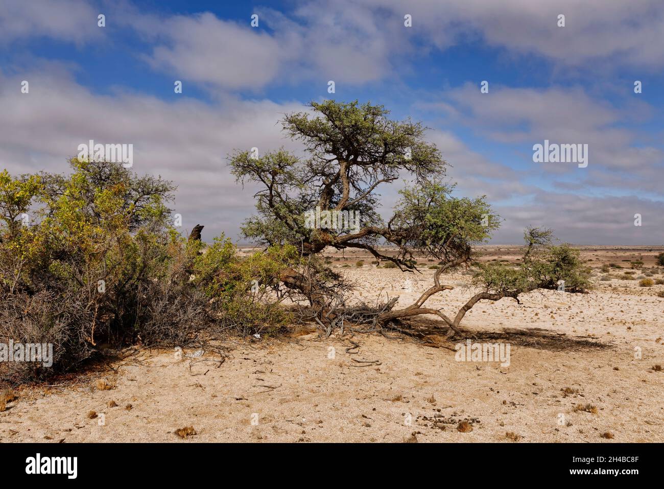 Farm Wüstenquell (Wuestenquell Guest Farm): Tree (acacia) in the Namib Desert, Distrikt Karibib, Erongo Region, Namibia Stock Photo