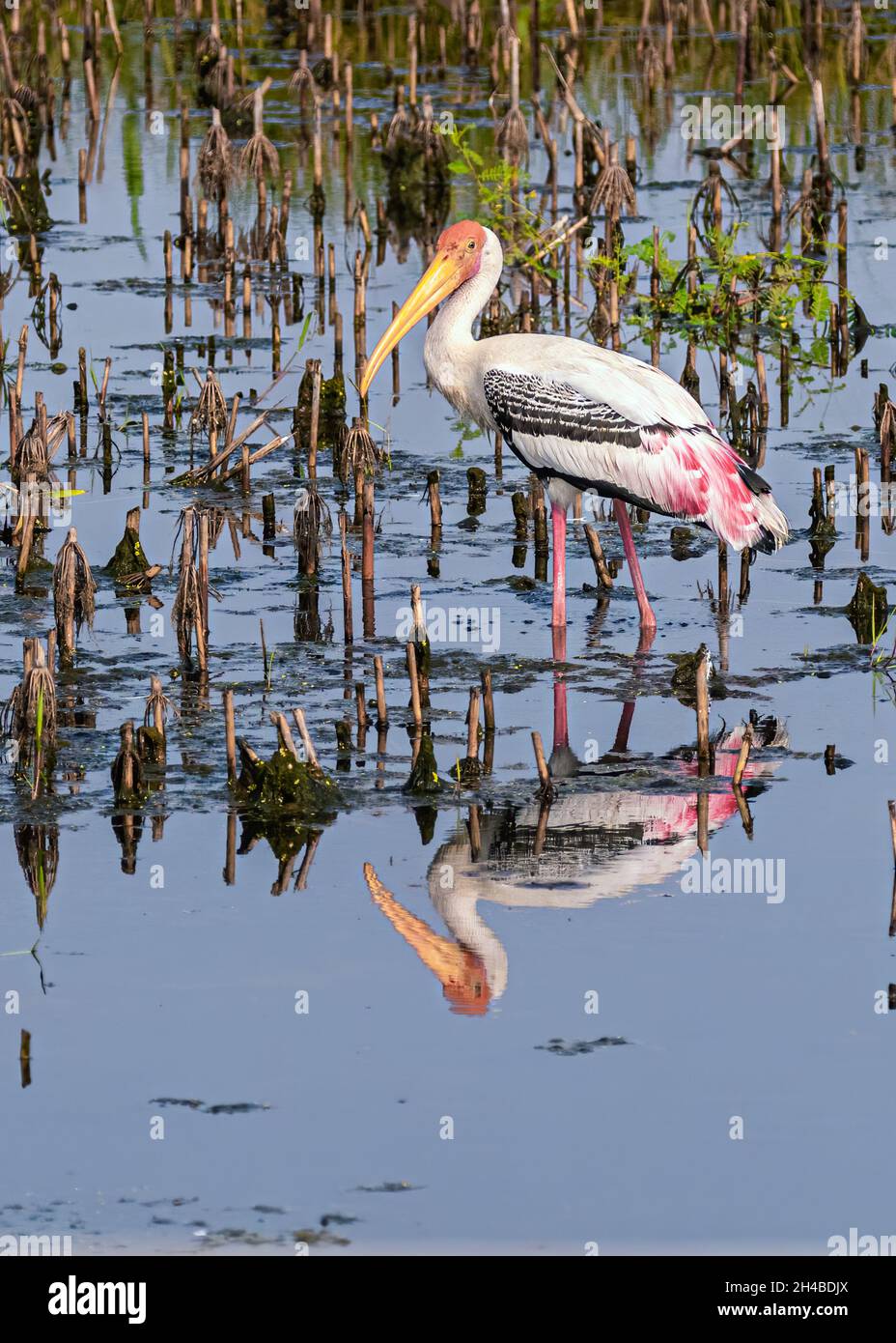 Painted stork in a wet land in search of food Stock Photo