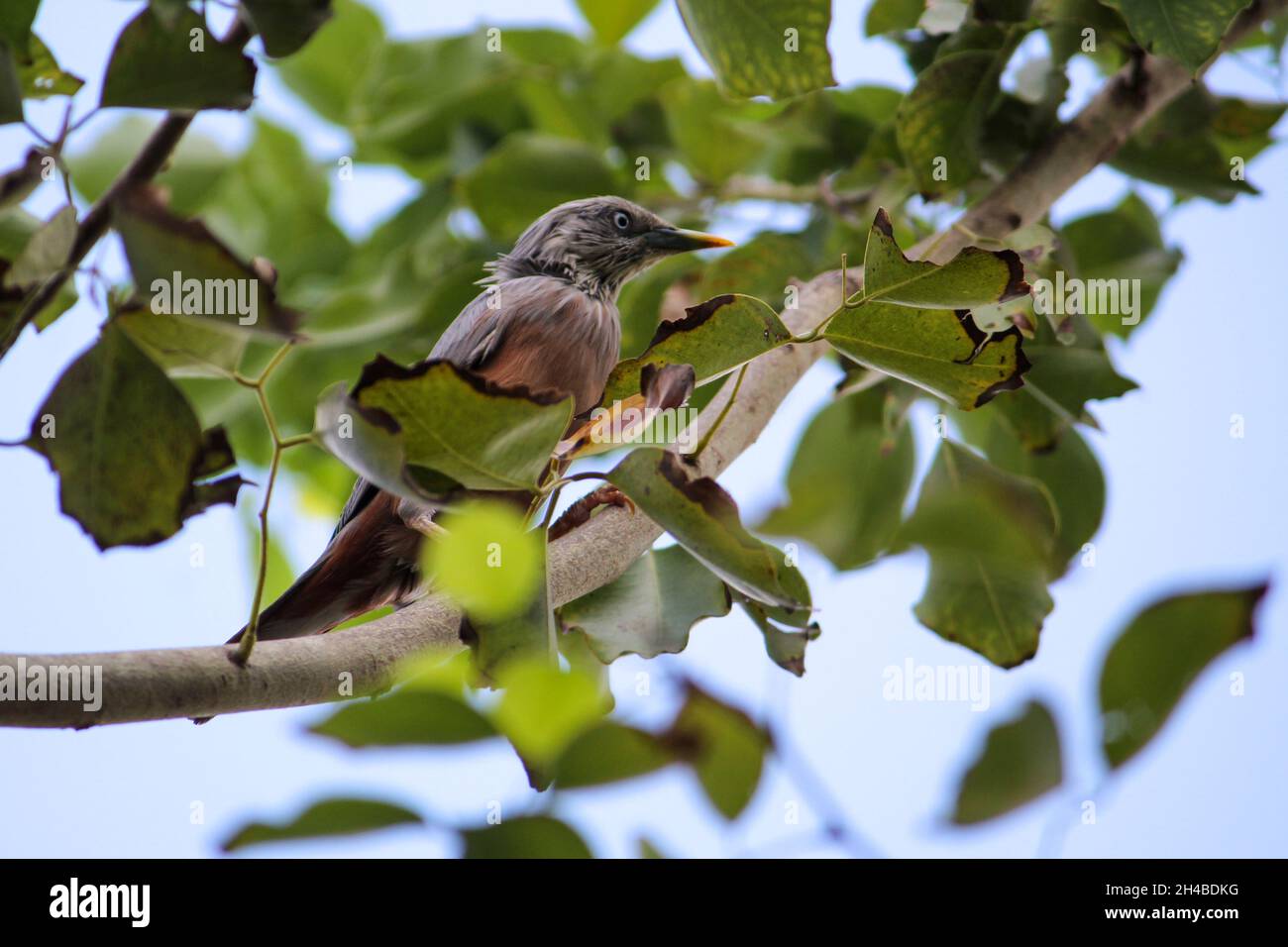 Black bird perch on a tree branch with leaves Stock Photo - Alamy