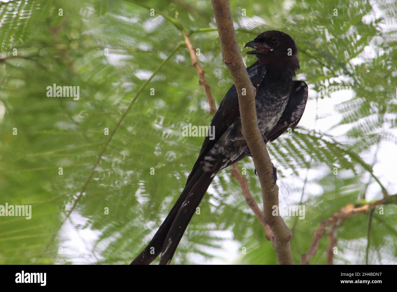 Black bird perch on a tree branch with leaves Stock Photo Alamy