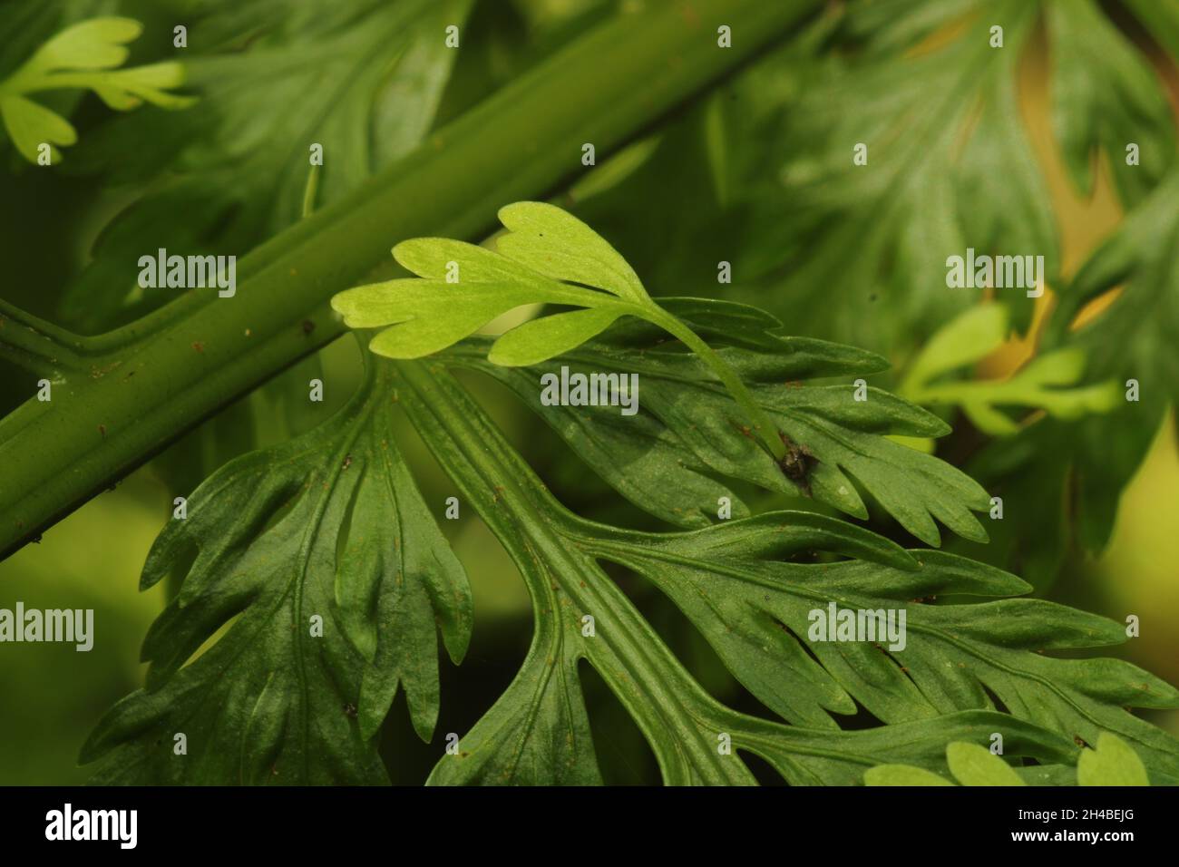 New Zealand hen and chicken fern (Asplenium bulbifurm) Stock Photo
