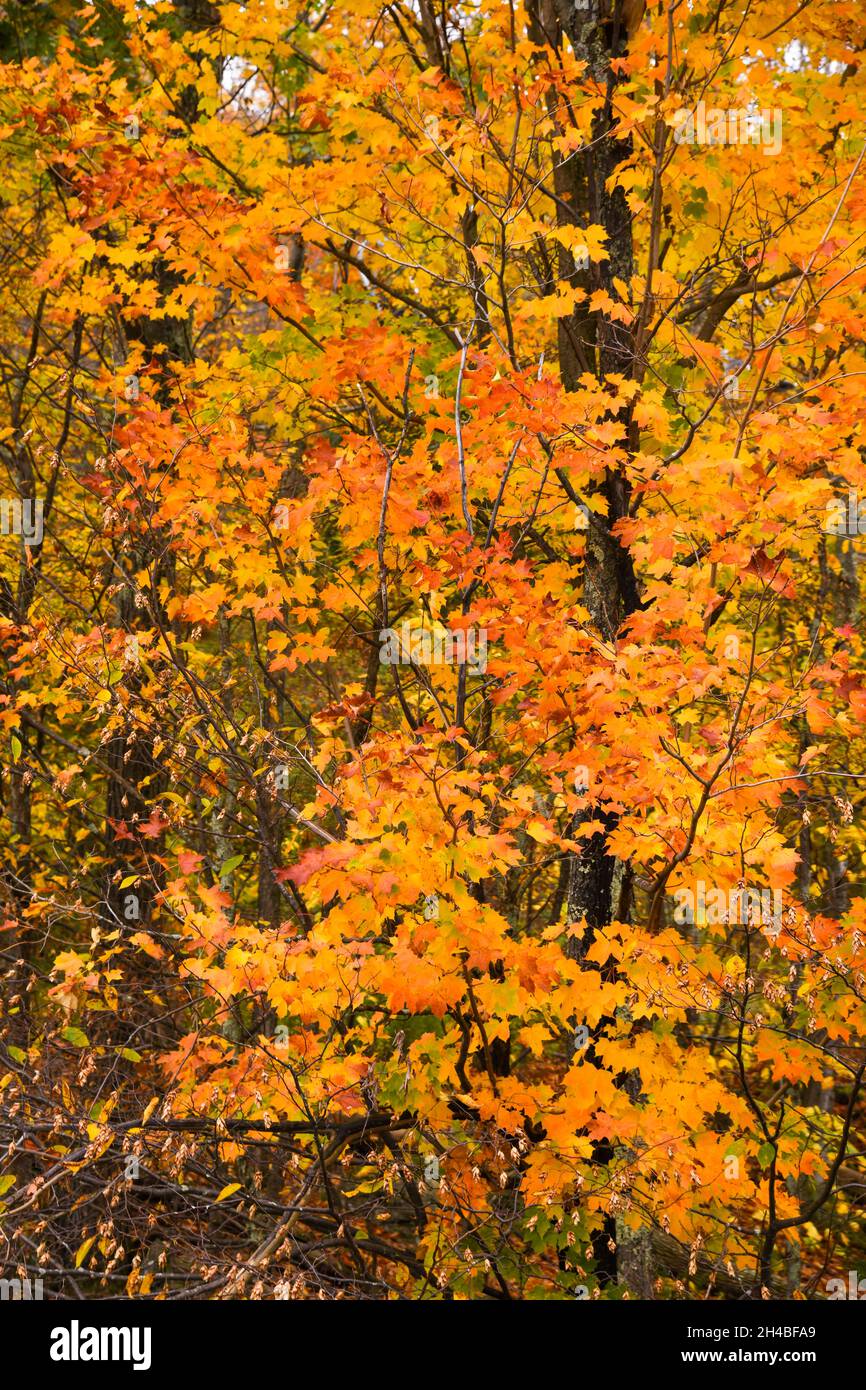 Autumn trees with beautiful colorful leaves in the forest Stock Photo ...