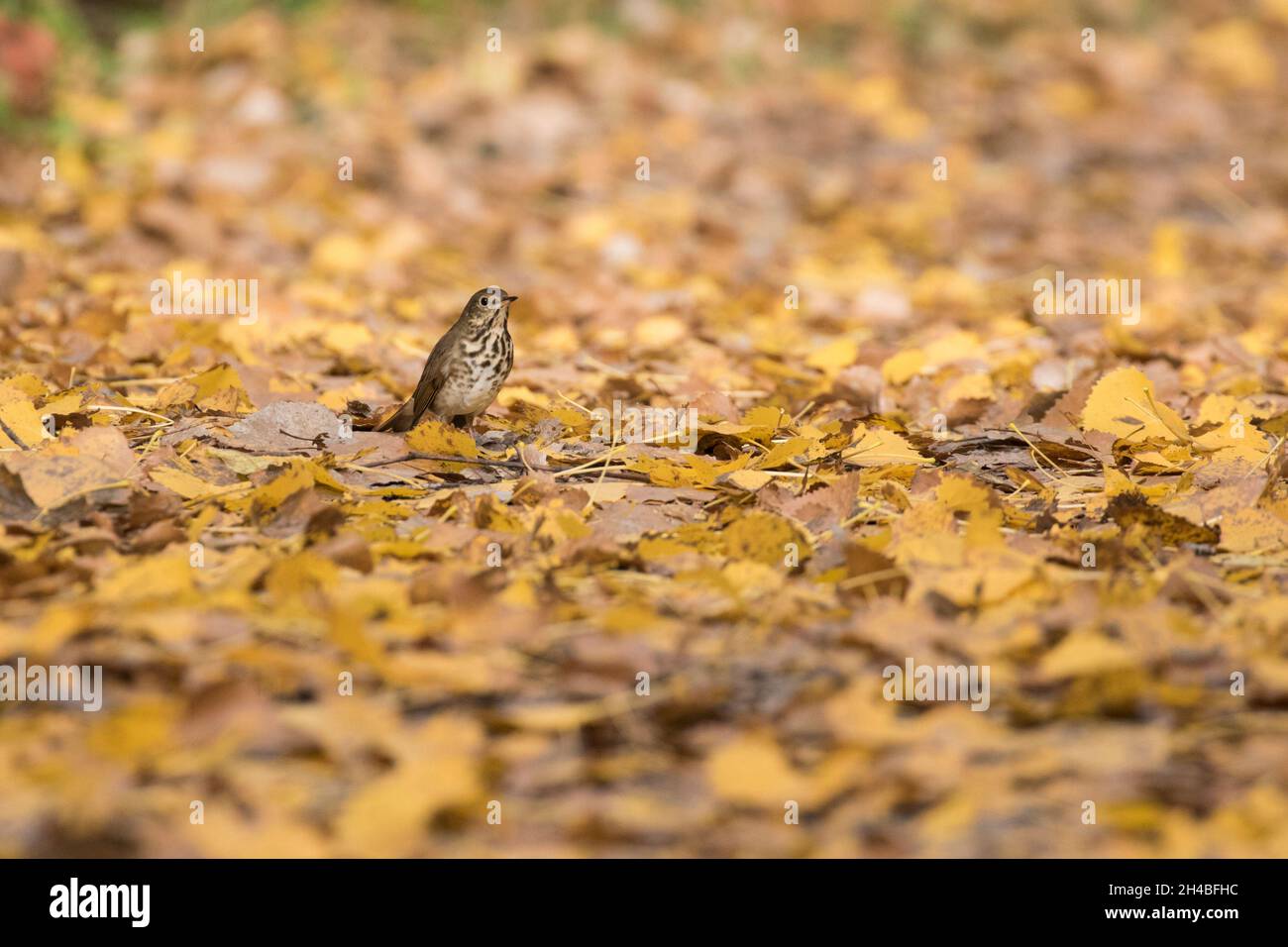 hermit thrush (Catharus guttatus) in autumn Stock Photo