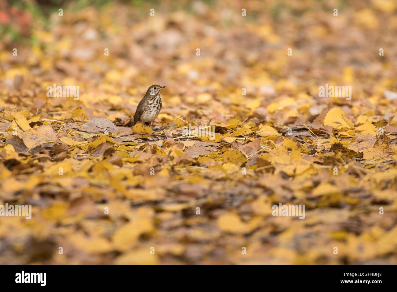 hermit thrush (Catharus guttatus) in autumn Stock Photo