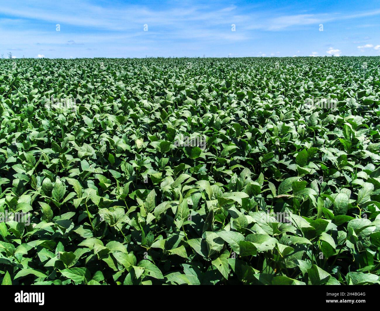 Soybean cultivation brazil hi-res stock photography and images - Alamy