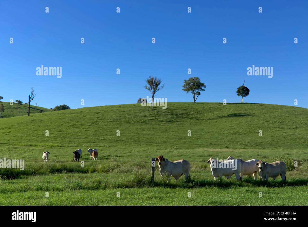 Aerial of rolling hills with cattle walking through the rural landscape at Boompa near Biggenden Queensland Australia Stock Photo