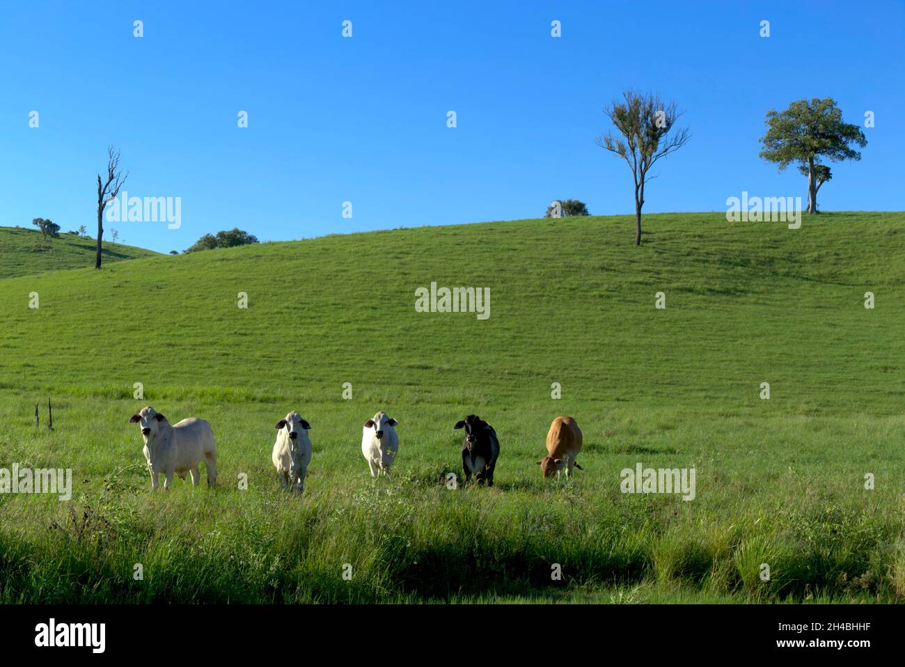 Aerial of rolling hills with cattle walking through the rural landscape at Boompa near Biggenden Queensland Australia Stock Photo