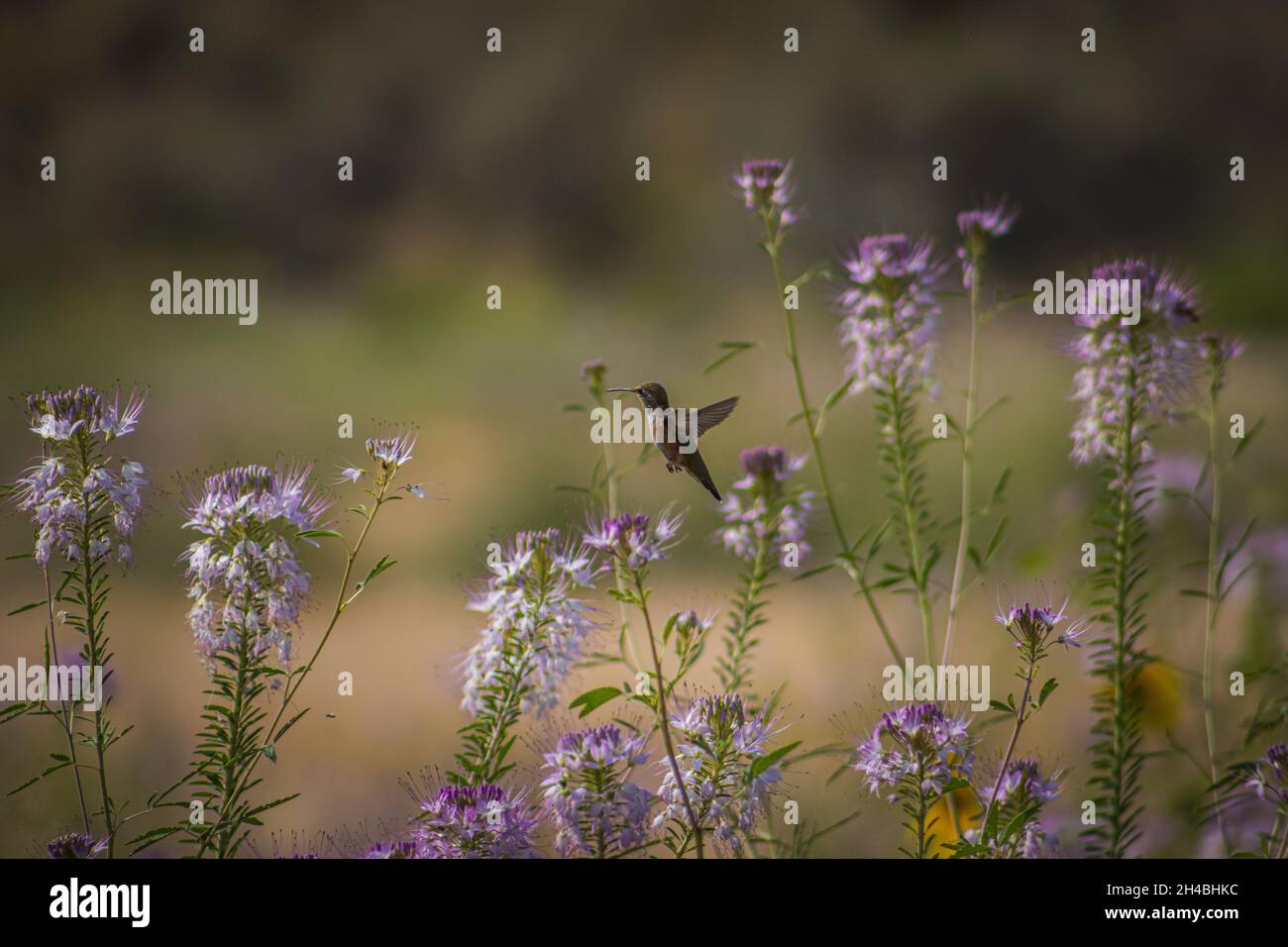 Flying hummingbird in an incredibly beautiful flowering field, the best