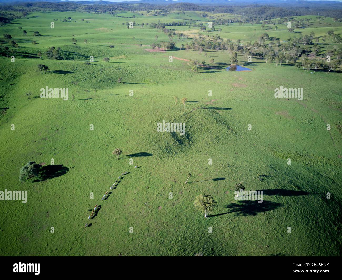 Aerial of rolling green hills of pastoral landscape for cattle grazing at Boompa near Biggenden Queensland Australia Stock Photo