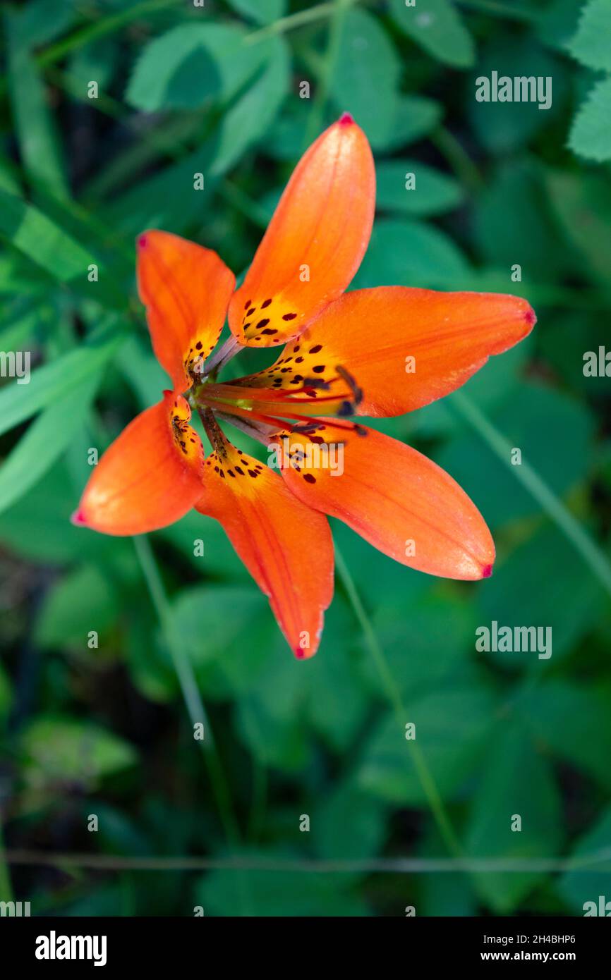 Beautiful Orange Lily Flower with yellow center and black dots, amongst green vegetation Stock Photo