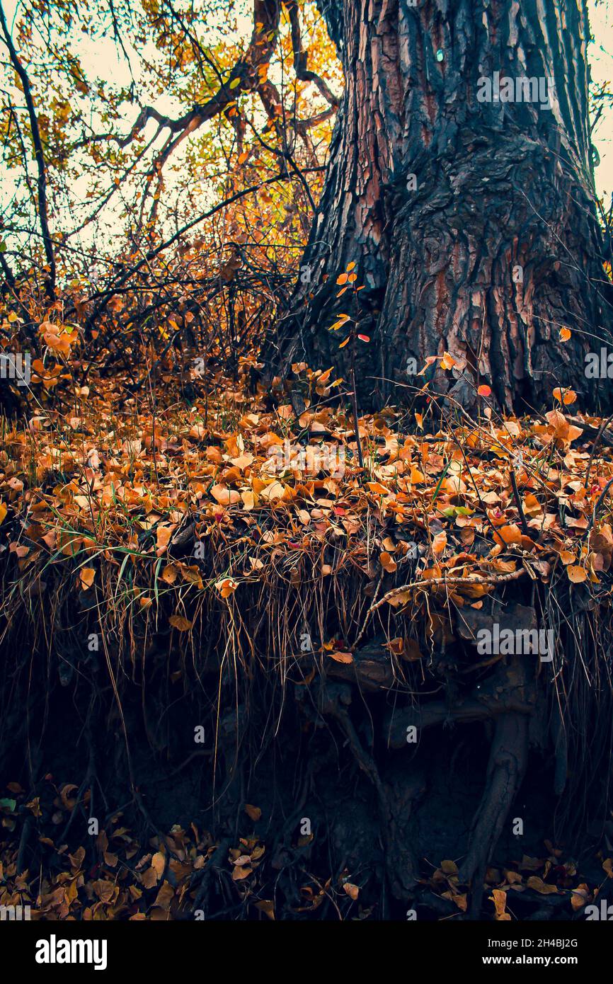 A tree and exposed roots in autumn surrounded by changing leaves Stock Photo