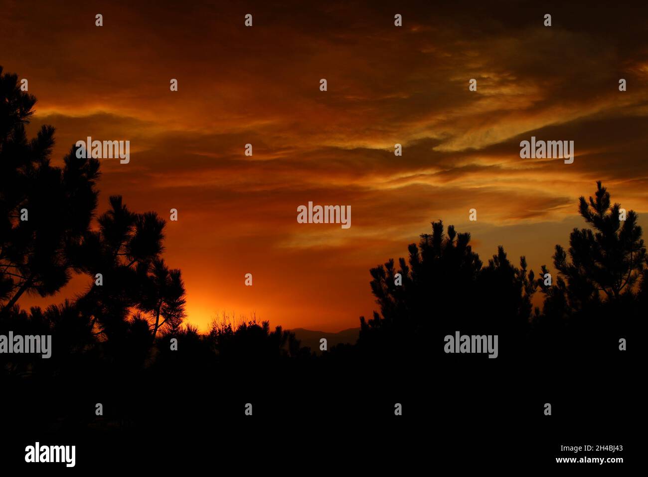 Cloudy orange sunset in autumn behind silhouette trees Stock Photo - Alamy