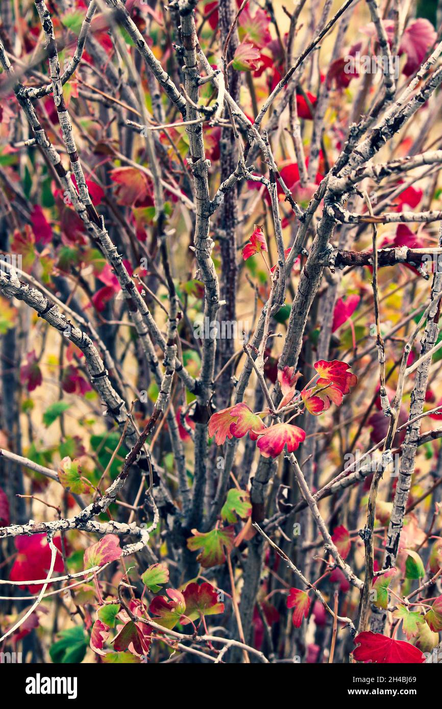 Close up on a bush with changing leaves in autumn at a park Stock Photo
