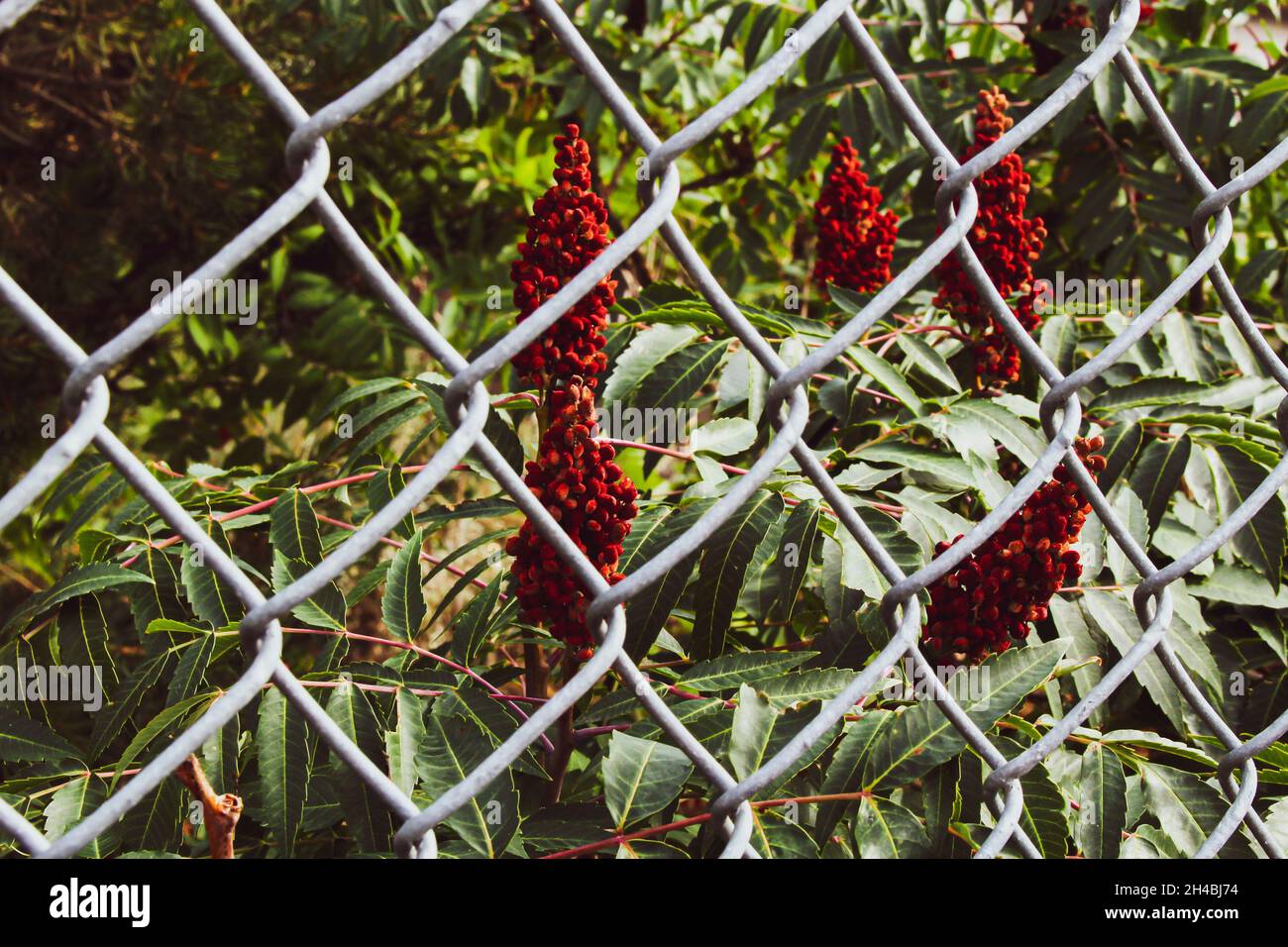 Bush with red berries behind a chain link fence Stock Photo