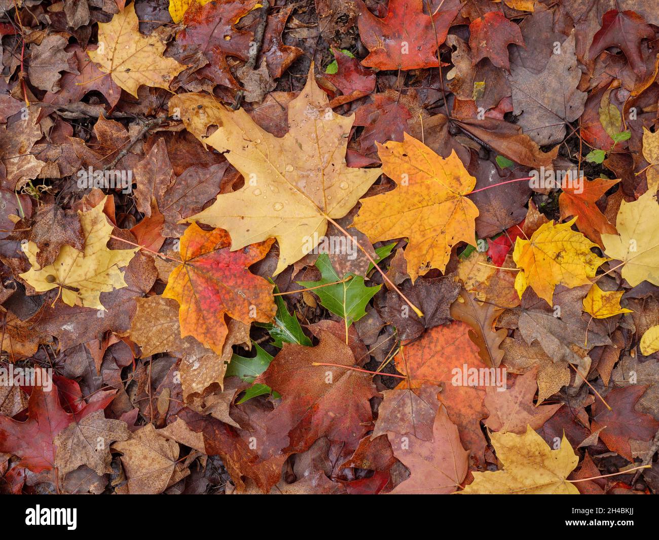 Maple leaves in autumn color on forest floor. Thatcher Woods Forest Preserve, Cook County, Illinois. Stock Photo