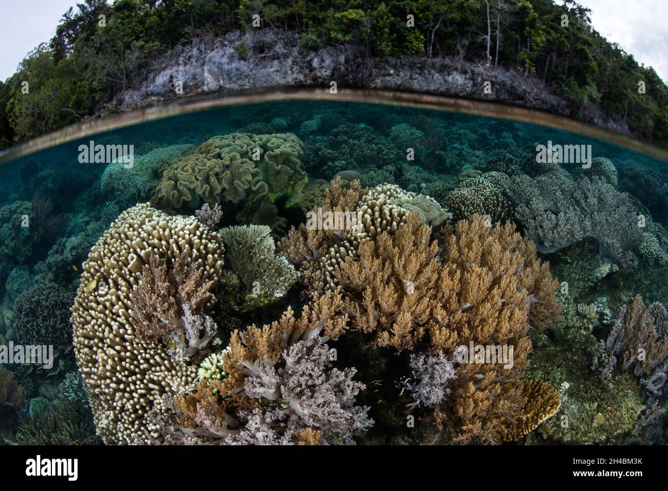 A diverse coral reef grows in extremely shallow water in Raja Ampat ...