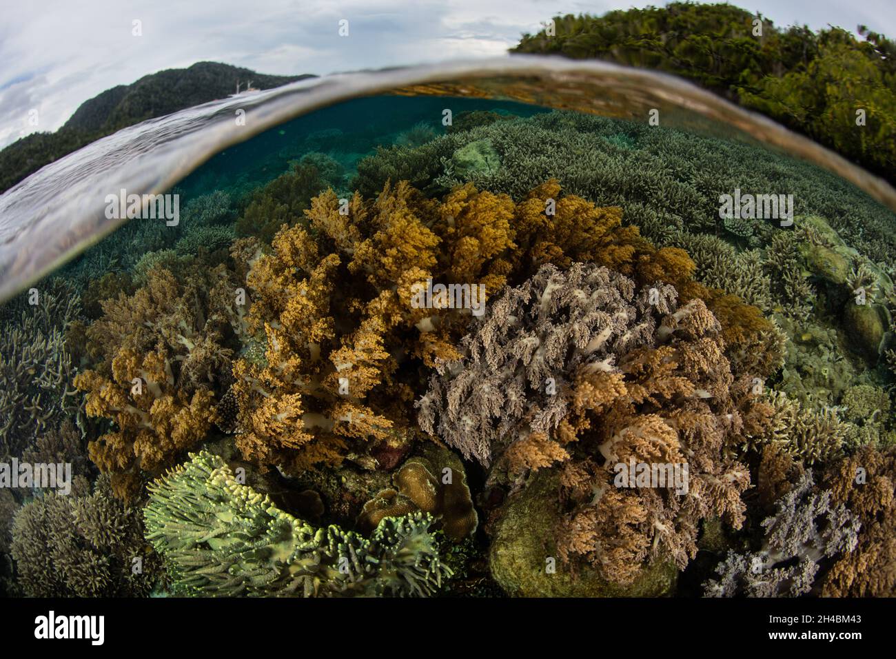 A diverse coral reef grows in extremely shallow water in Raja Ampat ...